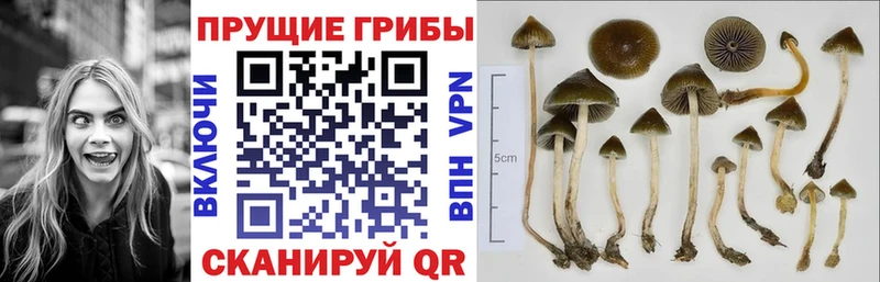 Галлюциногенные грибы мицелий  Новоаннинский 